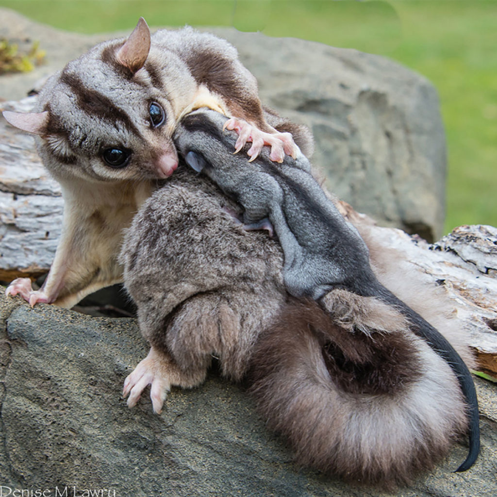 Sugar Glider Embrace – Denise Lawry Photography